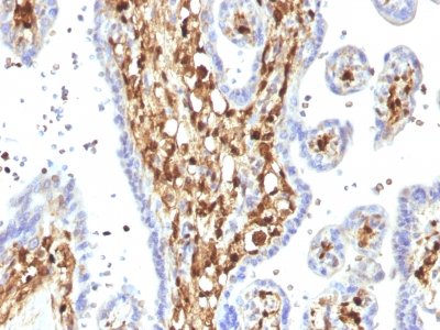 FFPE human plaenta sections stained with 100 ul anti-S100A4 (clone S100A4/1482) at 1:400. HIER epitope retrieval prior to staining was performed in 10mM Citrate, pH 6.0.